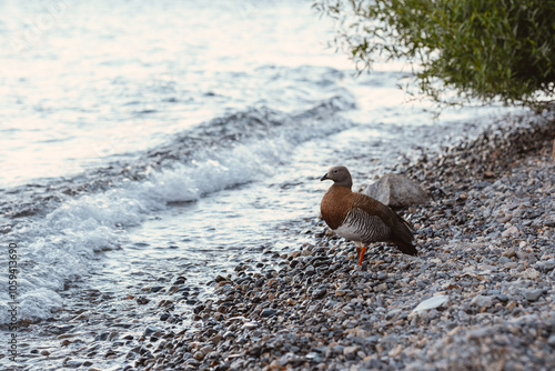 Aquatic Bird Standing on Rocky Shore Surrounded by Coastal Waters