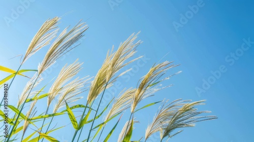 View of yellow reed ear with green leaves against clear blue sky from ground