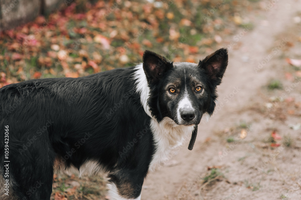 Close up photo of a beautiful young black and white mongrel dog. Close up photo of a beautiful young black and white mongrel dog.
