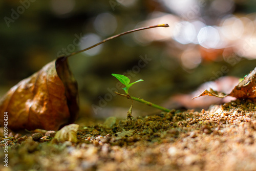 Growth