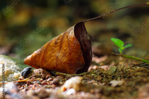 Curled Leaf Closeup