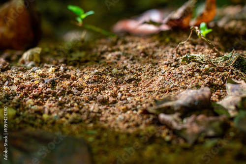 Creek Bank