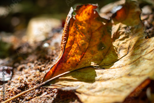 Sunlit Autumn Leaf