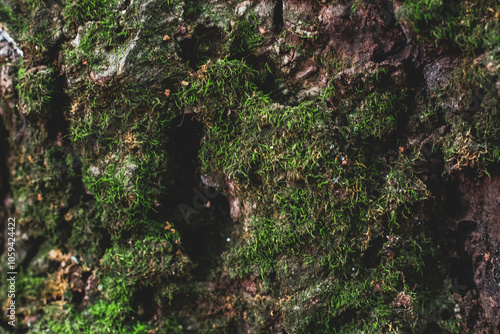 The Elf's Home