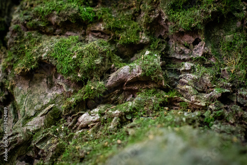 Tree Trunk Habitat