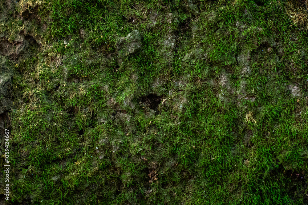 Obraz premium Mossy Background Texture