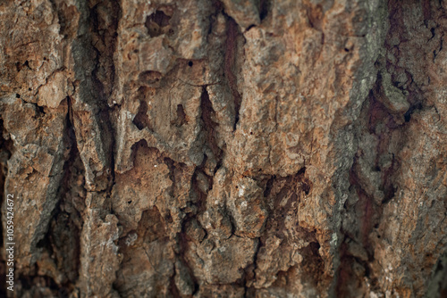 Tree Bark/Cliff Face