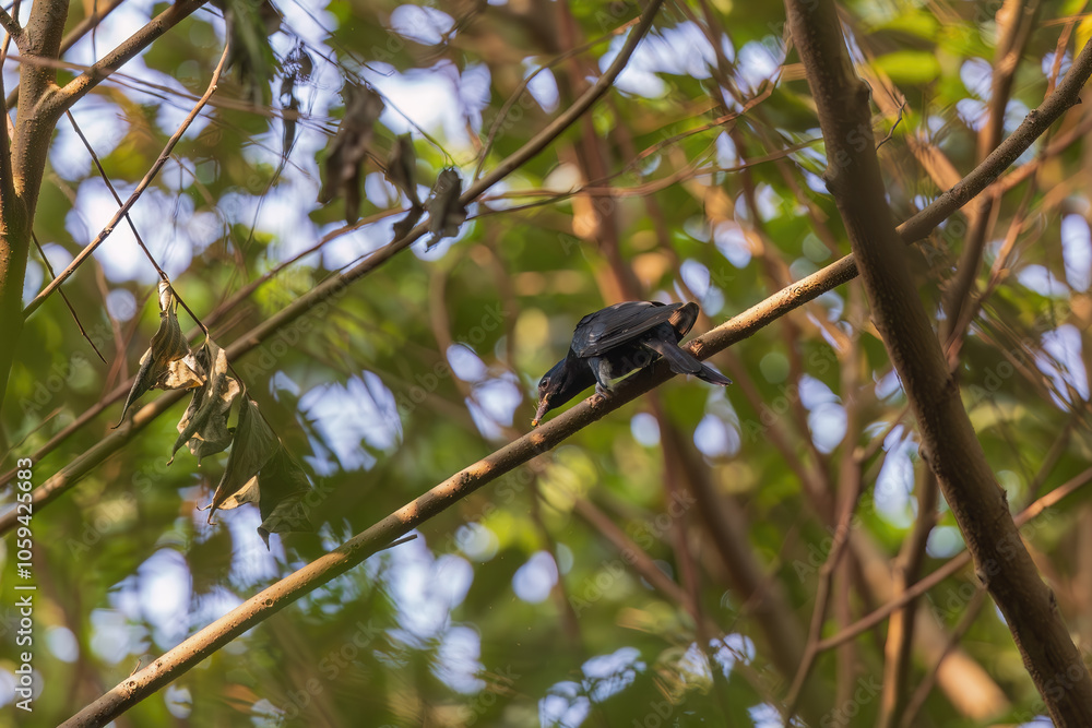 Square-tailed drongo-cuckoo (Surniculus lugubris) at Rabindra Sarabar, Kolkata, West Bengal, India Square-tailed drongo-cuckoo (Surniculus lugubris) at Rabindra Sarabar, Kolkata, West Bengal, India