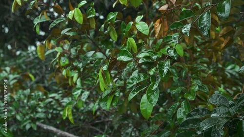 Close-Up of Lush Green Leaves with Raindrops on a Tree Branch During a Rainy Day.