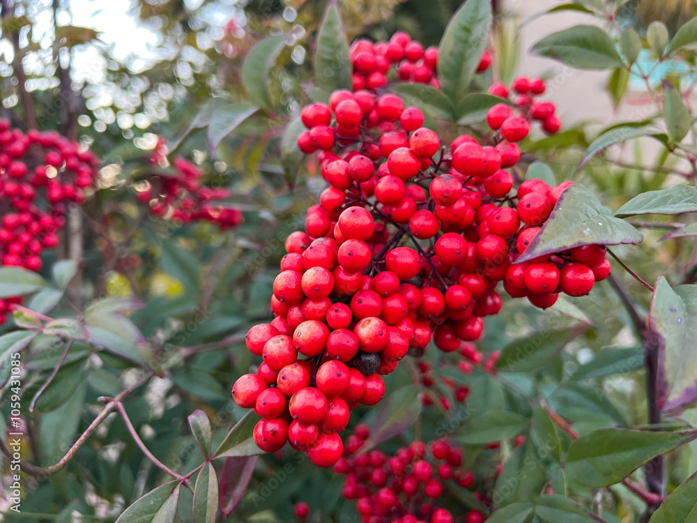 A bunch of bright red berries are currently growing on a tree A bunch of bright red berries are currently growing on a tree