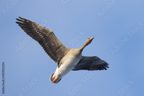 juvenile Greater White-fronted Goose (Anser albifrons) in flight against blue sky