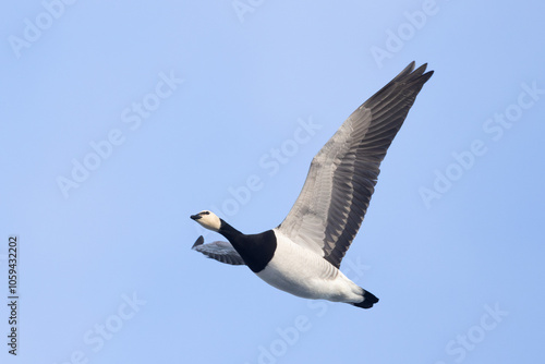 Barnacle Goose (Branta leucopsis) in flight against blue sky