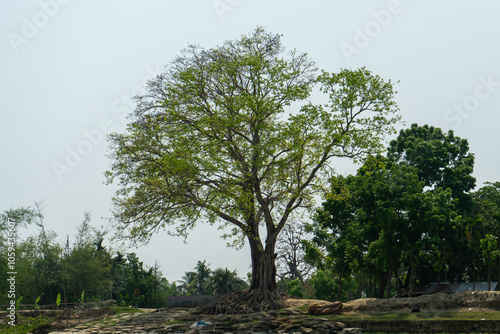 large tree with lush crown on bank of Padma River, Bangladesh.