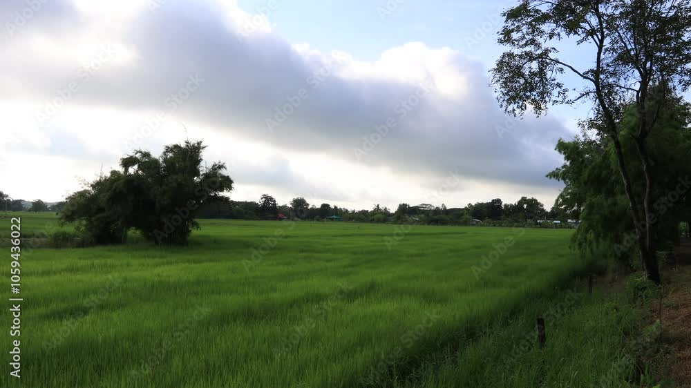 High angle nature video background from the mountain, can see the scenery of trees, green rice fields and cool breeze. High angle nature video background from the mountain, can see the scenery of trees, green rice fields and cool breeze.
