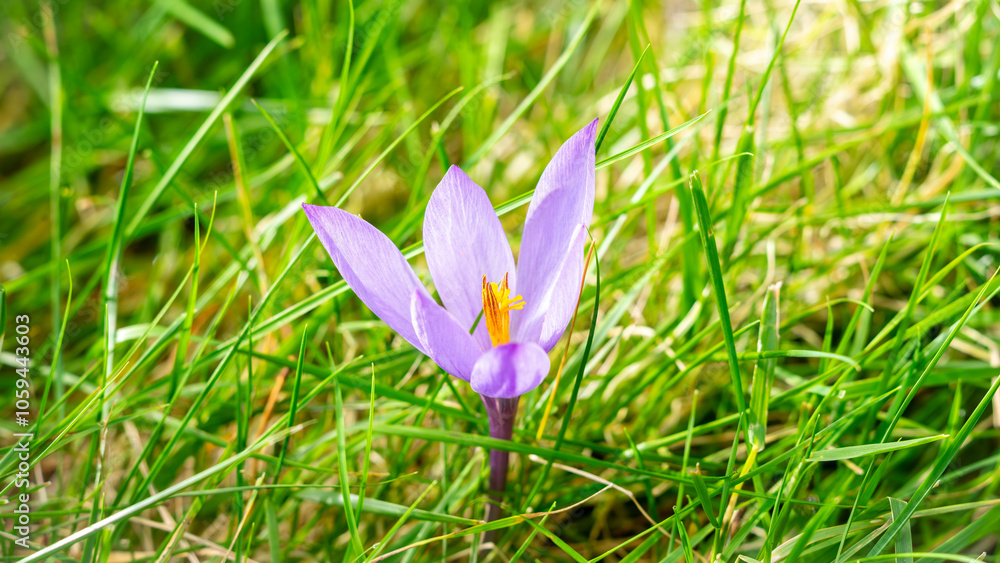 Close-up of a purple Crocus serotinus flower (Crocus serotinus Salisb) with yellow stamens surrounded by green grass Close-up of a purple Crocus serotinus flower (Crocus serotinus Salisb) with yellow stamens surrounded by green grass