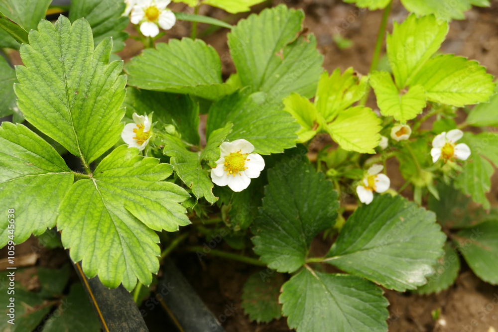 Close-up of strawberry seedlings greening and blooming in spring,