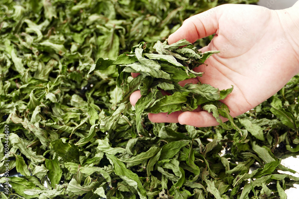 drying mint, drying homemade mint, close-up dried mints,