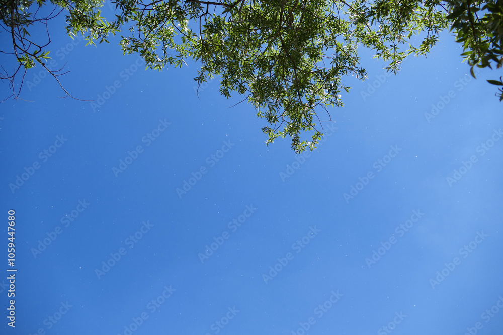 Allergic poplar tree pollens flying in the air in spring,