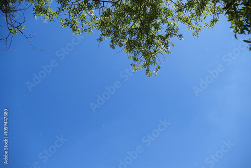 Allergic poplar tree pollens flying in the air in spring,