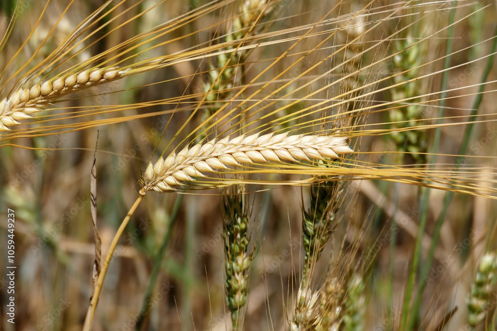 Close-up shot of an oat plant that ripens and begins to dry,