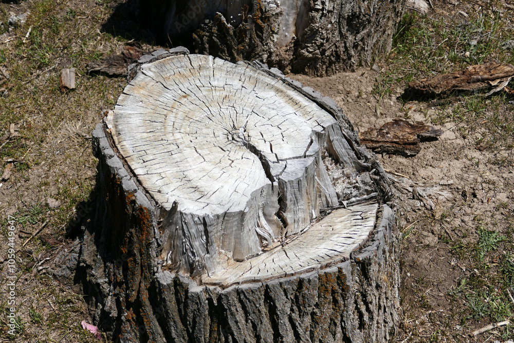 Poplar tree root cut from the bottom with a chainsaw,