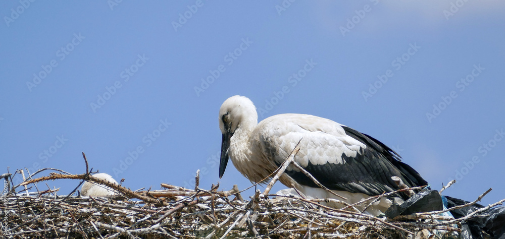 Storks returning to their nests in spring have built a nest on a pole in the settlement area,