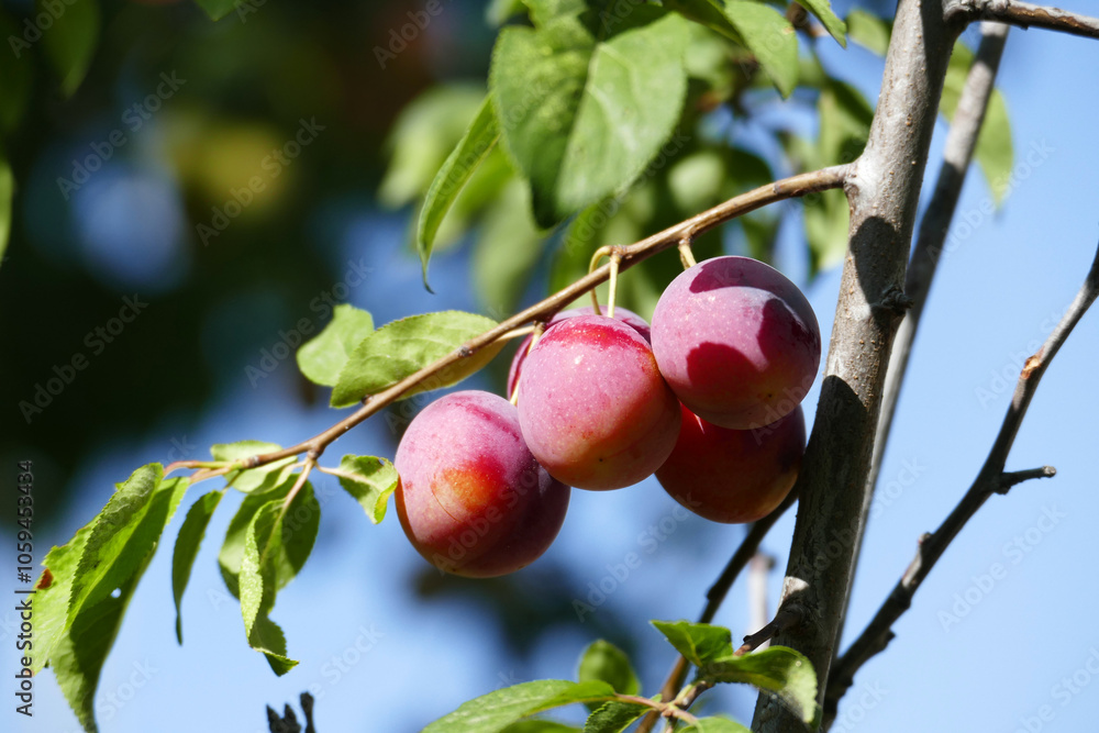 There are bunches of plums on the plum tree whose fruits are ripening,