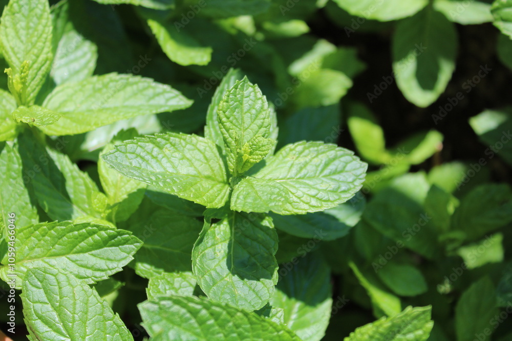 Mint plants in sunlight Mint plants in sunlight