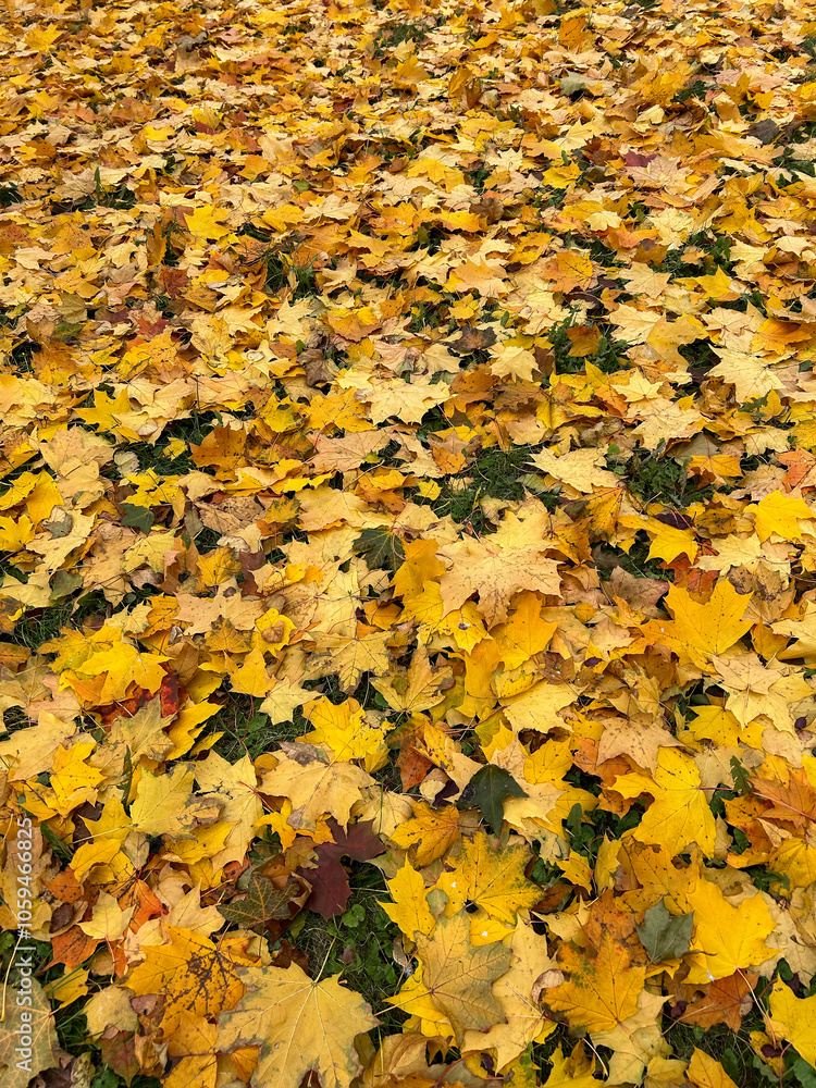 Yellow maple leaves on the grass in the park. Autumn background. Yellow maple leaves on the grass in the park. Autumn background.