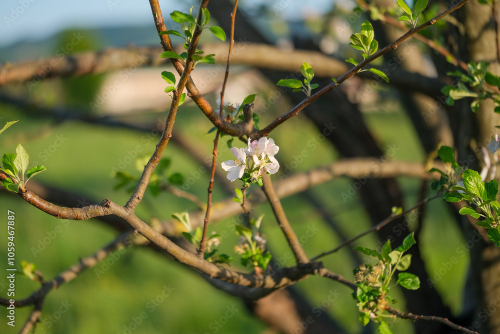 A detailed close up view of a beautiful flower on a tree branch A detailed close up view of a beautiful flower on a tree branch