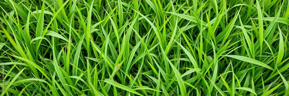 Lush green grass texture background with dew drops, grass, field Lush green grass texture background with dew drops, grass, field