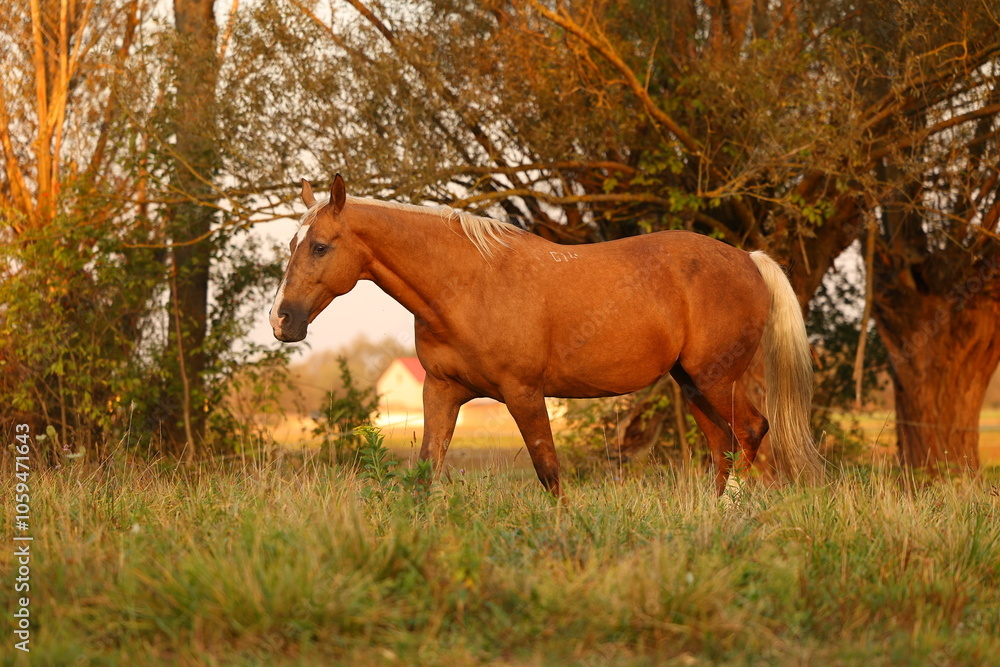 A beautiful horse walks in the meadow and eats grass A beautiful horse walks in the meadow and eats grass