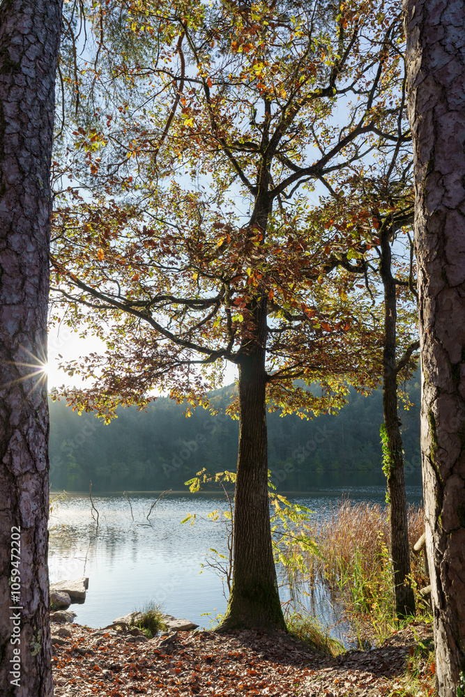 Fototapeta premium Forest landscape of Montiggl in Eppan in South Tyrol.