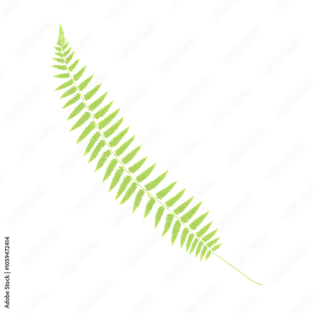 Obraz premium fern leaf isolated on transparent background