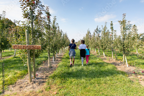 Three children walking along the path at an apple orchard in summer photo