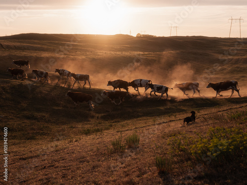 Cinematic Shot Of A Cattle Running In The Ranch During The Sunset