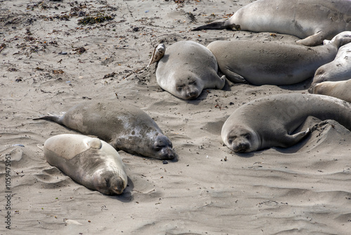 View elephant seals in their natural habitat near San Simeon, California. Experience the beauty of these marine mammals along the Pacific Coast.