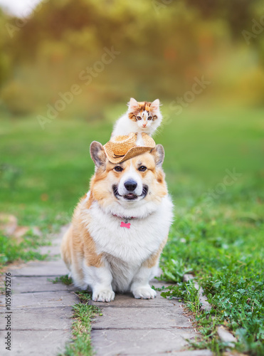 cute kitten sitting on hat dog corgi summer sunny day