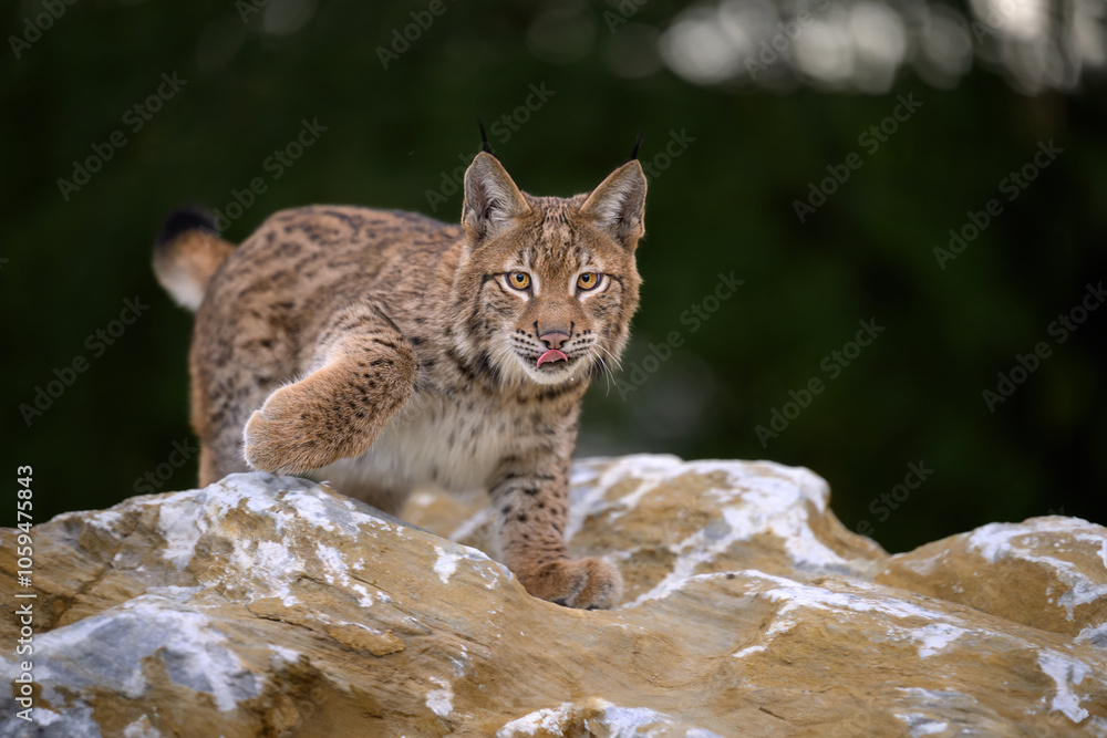 Obraz premium Cute and playful lynx cubs.