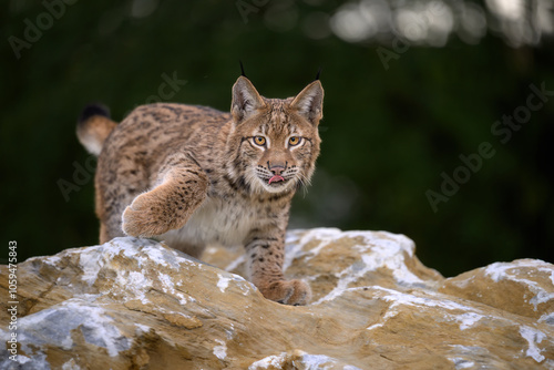 Cute and playful lynx cubs.