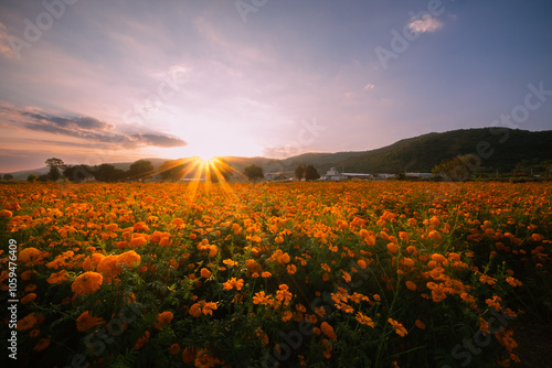 Field of cempasuchil flowers at Copandaro, Michoacan.