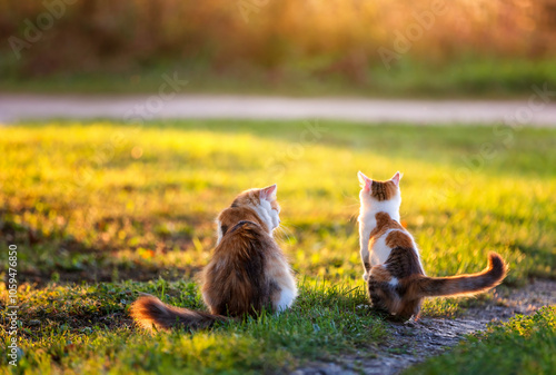 a couple of cute cat and kitten sitting on a sunny meadow on a spring evening...