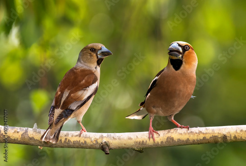 Obraz na plátně pair of hawfinch birds male and female sitting on branch in spring garden