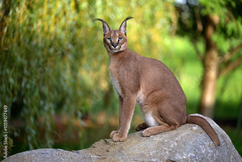 A caracal lies in the grass at sunrise in the morning dew.