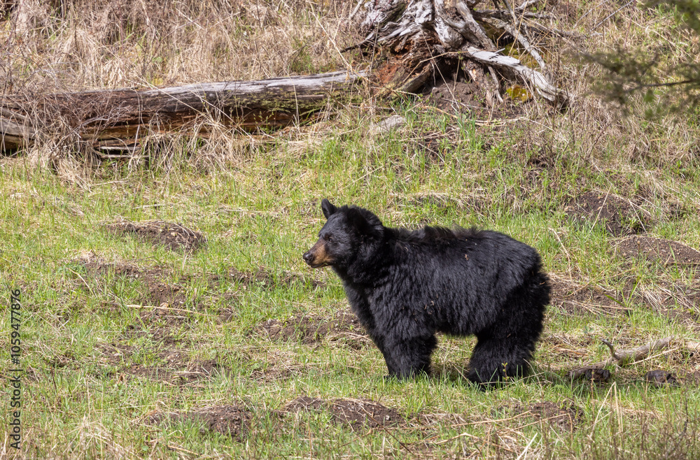 Black Bear in Yellowstone National Park Wyoming in Springtime Black Bear in Yellowstone National Park Wyoming in Springtime