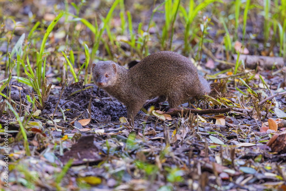Indian grey mongoose or Asian grey mongoose (Urva edwardsii) at Rabindra Saravar, Kolkata, West Bengal, India