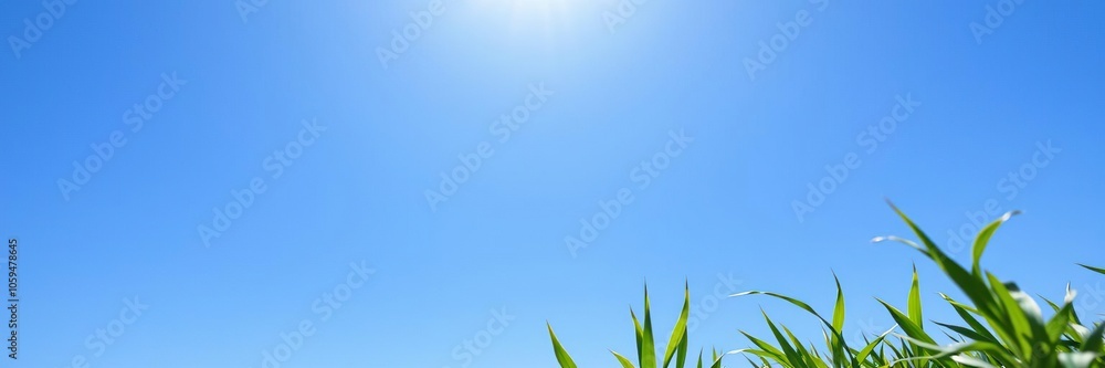 Fototapeta premium Vibrant green rice field stretching to the horizon under a bright blue sky, fresh, countryside
