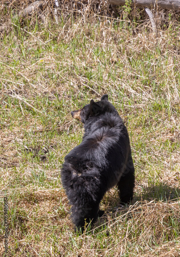 Black Bear in Yellowstone National Park Wyoming in Springtime