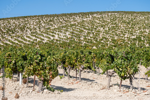 Landscape with famous sherry wines grape vineyards in Andalusia, Spain, sweet pedro ximenez or muscat, or palomino grape plants, used for production of jerez, sherry sweet and dry wines photo