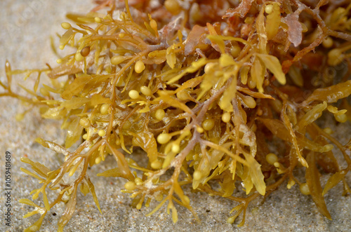 Narrowleaf Sargasso seaweed algae on sandy beach in summer beach